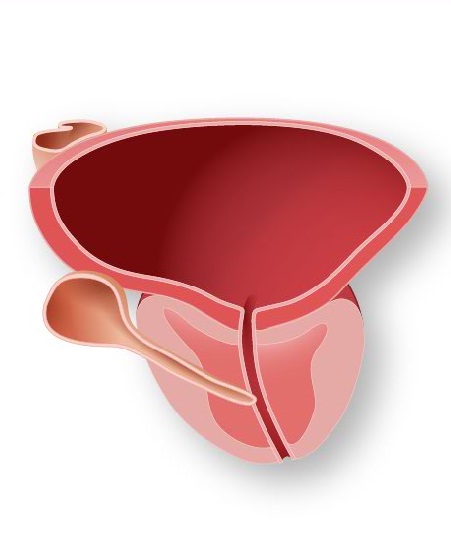 Normal Prostat 